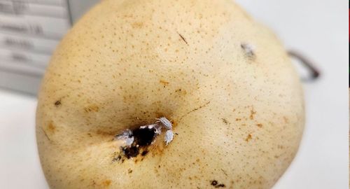 Фото: пресс-служба ФГБУ «ЦОК АПК»